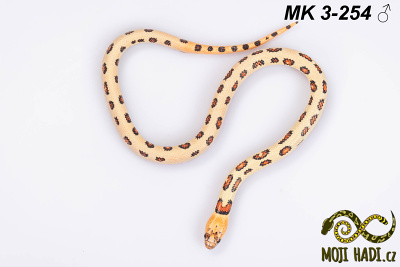 hadi na prodej, mládě, český chov hadů, odchov hadů, mojihadi.cz, Lampropeltis, mexcampb, magmaking, lampropeltis hybrid, lampropeltis mexicana, lampropeltis triangulum campbelli, special snakes, Mexican Kingsnake, Pueblan Milksnake, korálovka, best of snakes